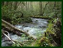 Creek at Cataloochie