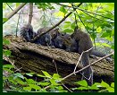 Gang of Squirrels at Botanical Gardens