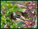 Hummingbird at Arboretum