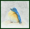 Bluebird in the Snow