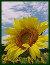 Sunflower at Biltmore