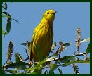 Yellow Warbler at Beaver Lake