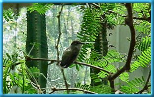 Female Black-chinned Hummingbird