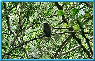 Male Black-chinned Hummingbird