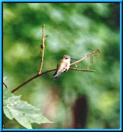 Female Ruby-throated Hummingbird