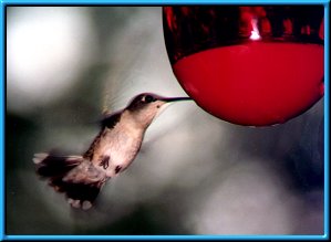 Female Ruby-throated Feeding