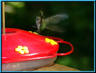 Female Ruby-throated Hummingbird