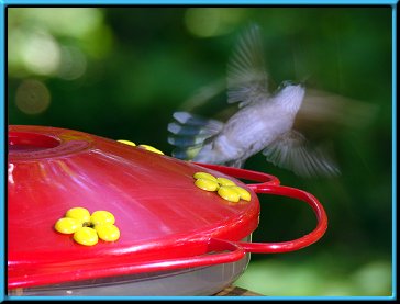 Female Ruby-throated Hummingbird