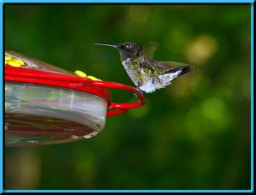 Male Ruby-throated Hummingbird