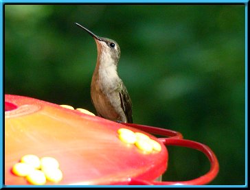 Female Ruby-throated