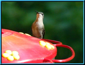 Female Ruby-throated Hummingbird