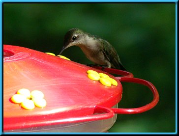 Male Ruby-throated Hummingbird