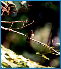 Male Ruby-throated Hummingbird