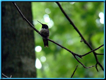 Male Ruby-throated