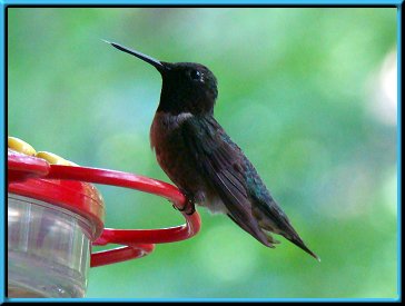 Male Ruby-throated Hummingbird