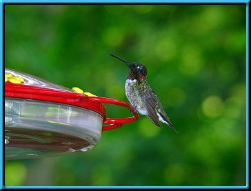 Male Ruby-throated Hummingbird