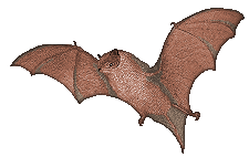 Little Brown Bat