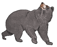 Black Bear