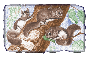 Southern Flying Squirrels