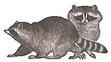 Raccoons