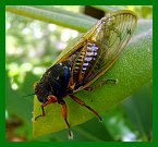 Periodical Cicada