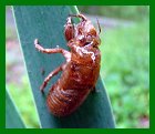 Periodical Cicada Nymph Shell