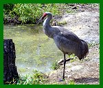 Sandhill Crane