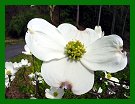 Wild Dogwood Bloom