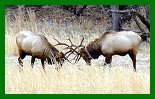 Male Elks