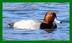 Redhead Duck