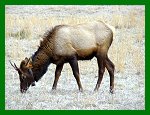 Tagged Elk