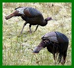 Two Turkies at Cataloochie BORDER=