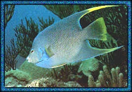 Parrot-Beaked Blue Angelfish