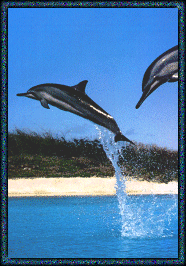 Dolphins