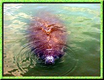 West Indian Manatee