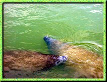 West Indian Manatees