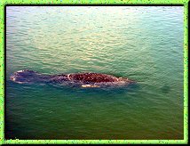 West Indian Manatee with visible prop scars