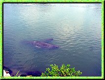 West Indian Manatees