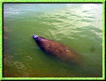 West Indian Manatee