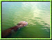 West Indian Manatee