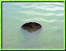 West Indian Manatee