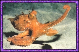 Octopus