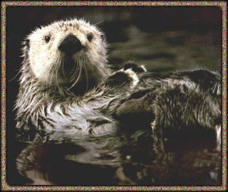 Sea Otter