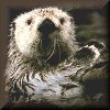 Sea Otter