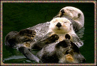 Sea Otters