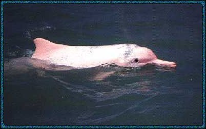 Pink Dolphin from Hong Kong