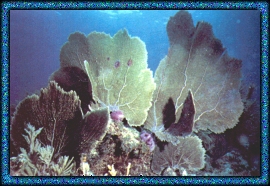 Sea Fans - A flexible Coral