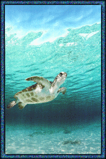 Green Sea Turtle