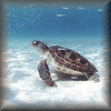 Green Sea Turtle