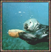 Underwater Sea Otter with Sea Cucumber